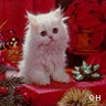 Icon Animal picture