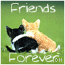 Icon Animal picture