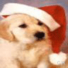 Icon Animal picture