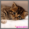Icon Animal picture