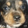 Icon Animal picture