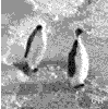 Icon Animal picture