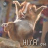 Icon Animal picture