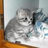Icon Animal picture