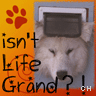 Icon Animal picture