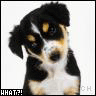 Icon Animal picture
