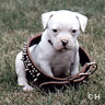 Icon Animal picture