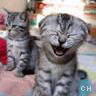 Icon Animal picture