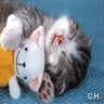 Icon Animal picture