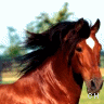 Icon Animal picture