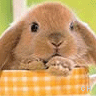 Icon Animal picture
