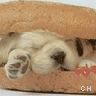 Icon Animal picture