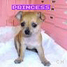 Icon Animal picture