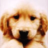 Icon Animal picture