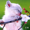 Icon Animal picture