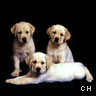 Icon Animal picture