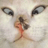 Icon Animal picture