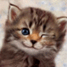 Icon Animal picture