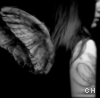 Icon Fantasy picture