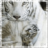 Icon picture
