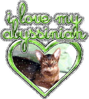 Abyssinian picture