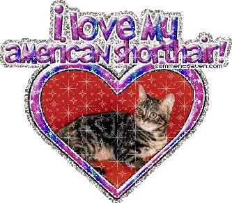 Americanshorthair picture