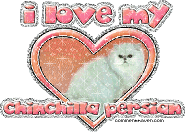 Chinchillapersian picture