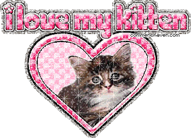 Kitten picture