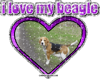 I Love My Beagle picture