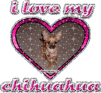 I Love My Chihuahua picture for facebook