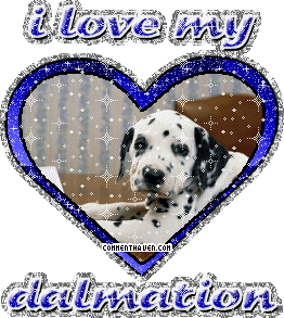 I Love My Dalmation picture