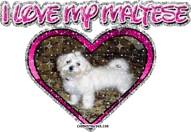 I Love My Maltese picture