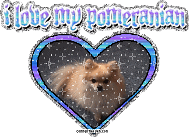 I Love My Pomeranian picture