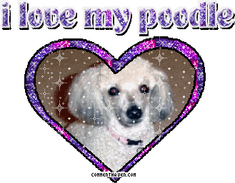 I Love My Poodle picture