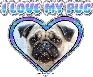 I Love My Pug picture
