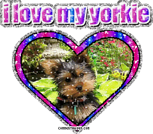 I Love My Yorkie picture