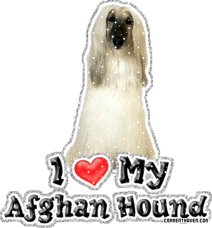 I Love My Afghan Hound picture