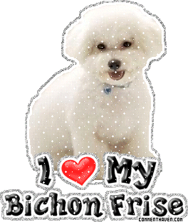 I Love My Bichon Frise picture