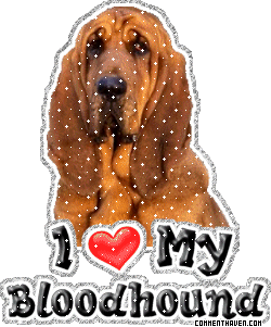 I Love My Bloodhound picture