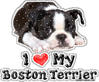 I Love My Boston Terrier picture