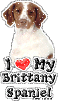 I Love My Brittany Spaniel picture