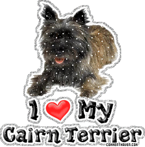 I Love My Cairn picture