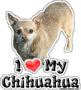 I Love My Chihuahua picture