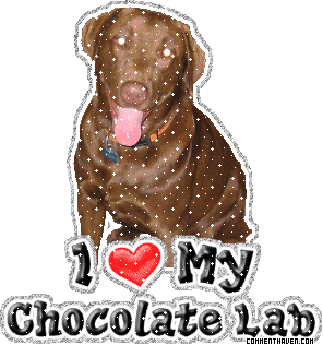 I Love My Chocolate Lab picture