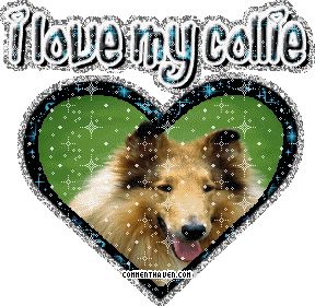 I Love My Collie picture
