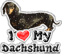 I Love My Dachshund picture
