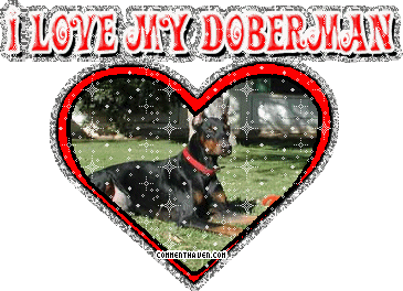I Love My Doberman picture