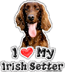 I Love My Irish Setter picture