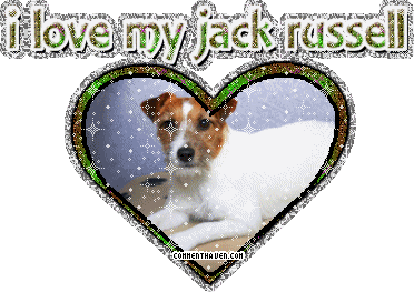 I Love My Jack Russell picture