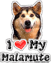 I Love My Malamute picture